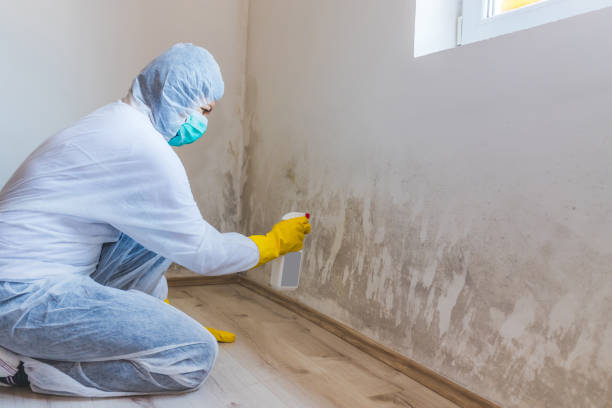 Licensed Mold Cleanup service in Bellaire, MI - WQB Mold Removal
