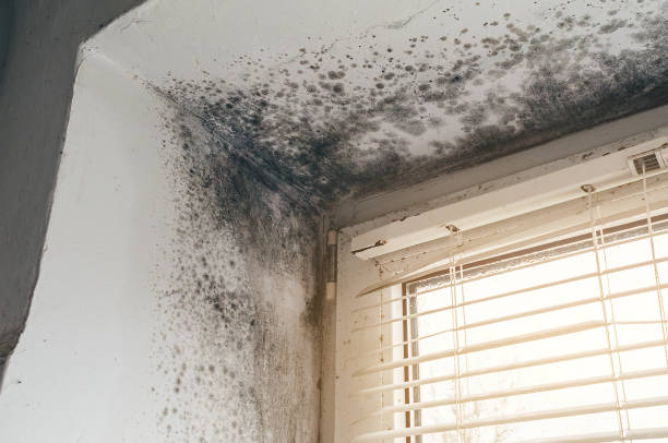 Affordable Mold Cleanup solutions in Bellaire, MI